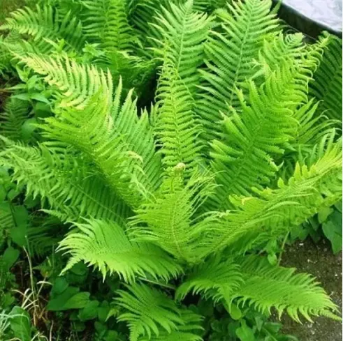 Страусник обыкновенный Matteuccia struthiopteris