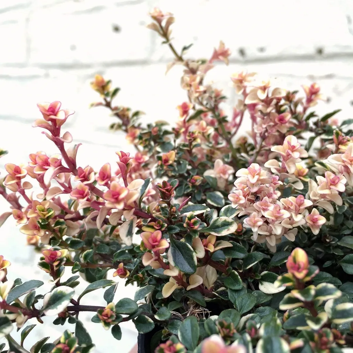Тимьян блошиный "Фоксли" Thymus alpestris "Foxley"