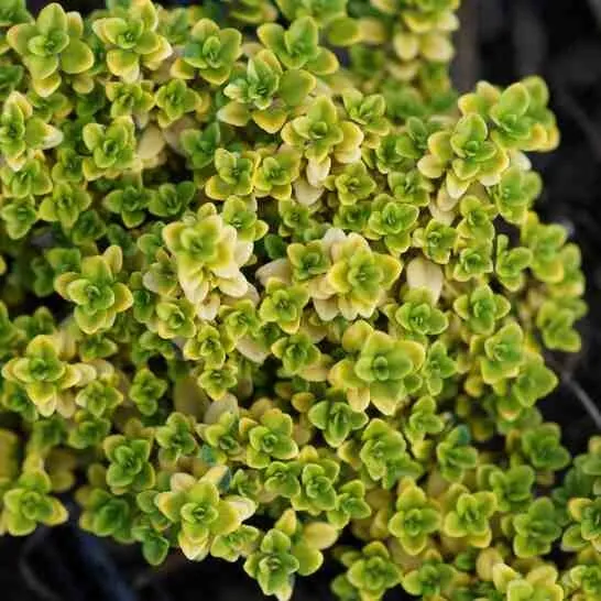 Тимьян лимоннопахнущий "Голди" Thymus citriodorus "Goldy"
