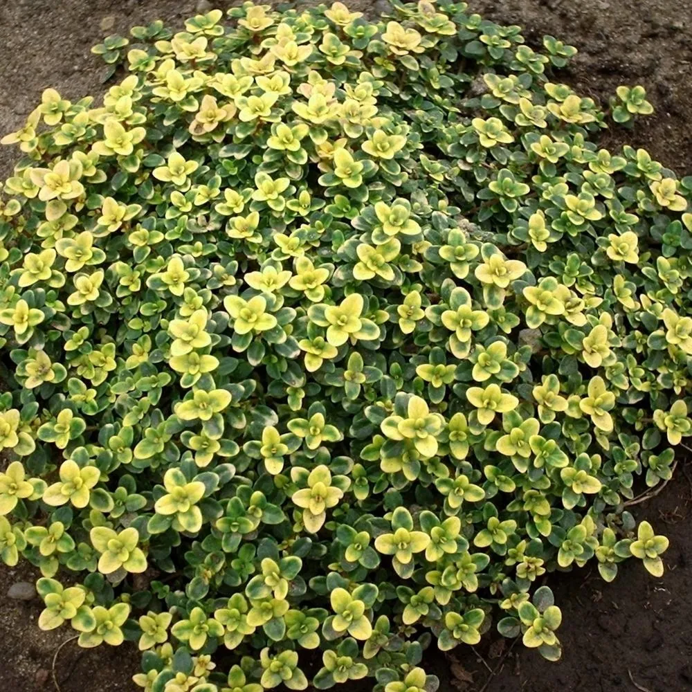 Тимьян лимоннопахнущий "Саммер Дрим" Thymus citriodorus "Summer Dream"