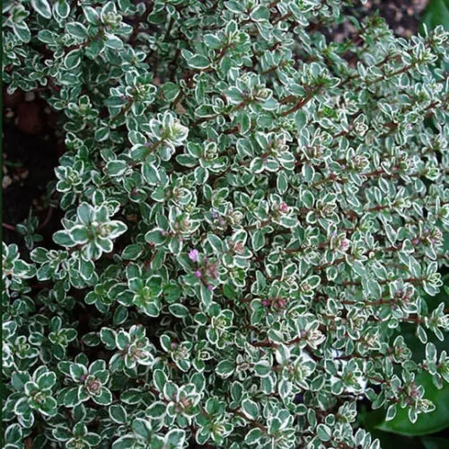 Тимьян лимоннопахнущий "Сильвер Куин" Thymus citriodorus "Silver Queen"