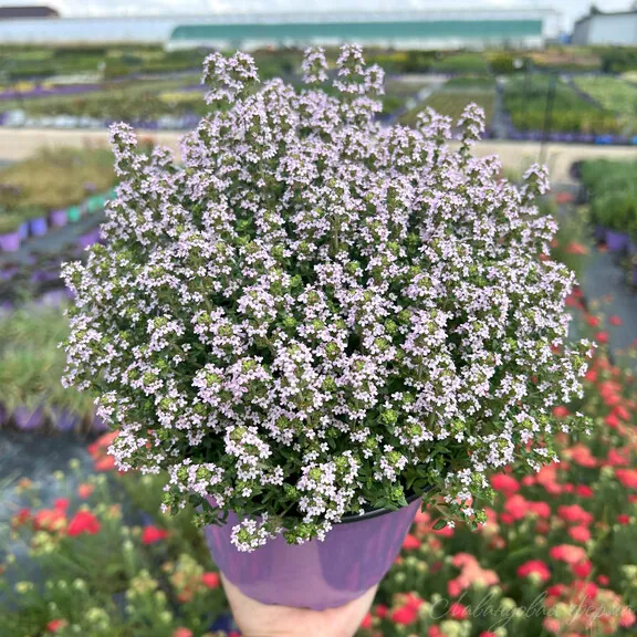 Тимьян обыкновенный "Фредо" Thymus vulgaris "Fredo"
