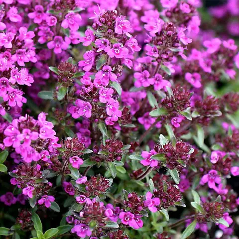 Тимьян ползучий "Перпл Карпет" Thymus serpyllum "Purple Carpe" Р9