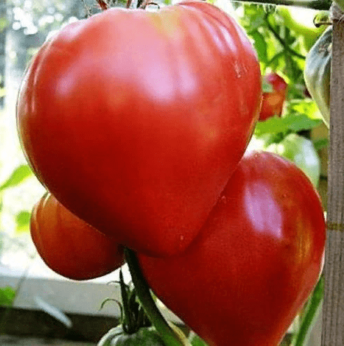 Томат "Бычье сердце" Solanum lycopersicum "Bull's Heart" Р9