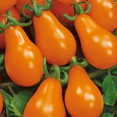 Томат "Груша оранжевая" Solanum lycopersicum "Orange Pear" Р9