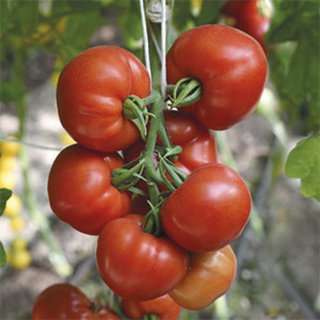 Томат "Кассиопея" Solanum lycopersicum "Kassiopeya" Р9