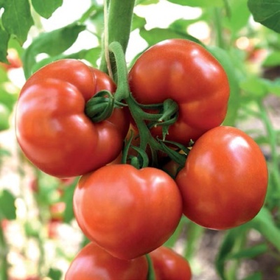 Томат "Рафинад" Solanum lycopersicum "Rafinad" Р9