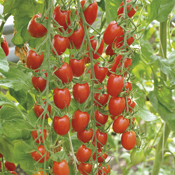 Томат "Сладкий фонтан" Solanum lycopersicum "Sladkiy Fontan'" Р9