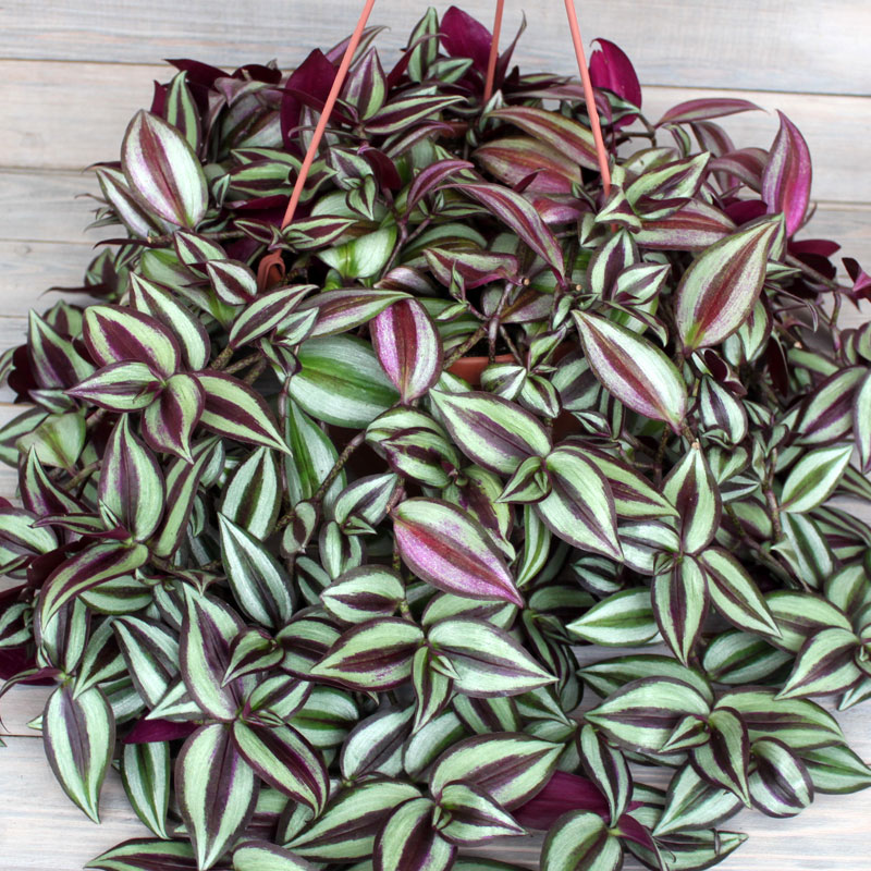 Традесканция зебрина Tradescantia zebrina Кашпо 5л