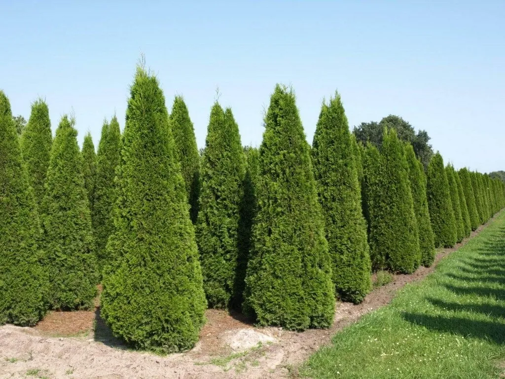Туя западная Thuja occidentalis "Brabant"