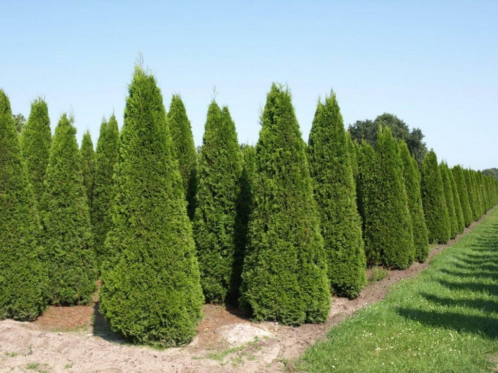 Туя западная Thuja occidentalis "Brabant" : С20, h=160-180*