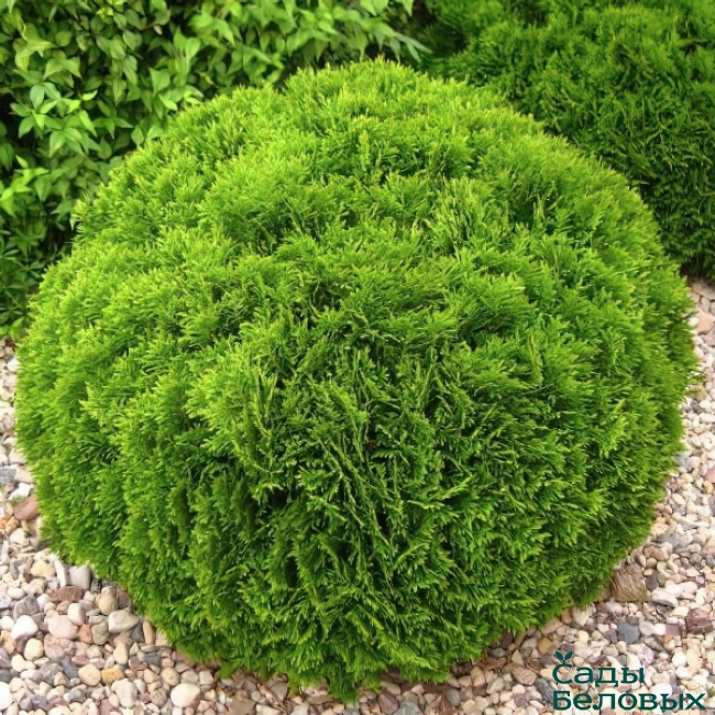 Туя западная Thuja occidentalis "Danica"