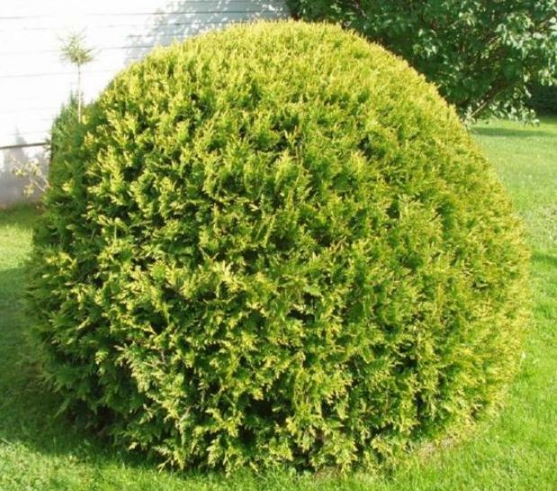 Туя западная Thuja occidentalis "Mirjam" : С15, h=30-40*