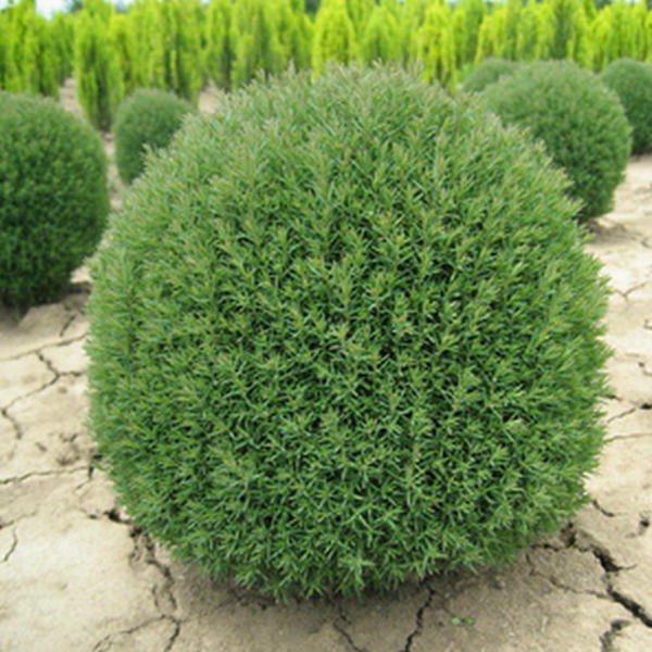 Туя западная Thuja occidentalis "Mr. Bowling Ball" : С20, h=50-60*