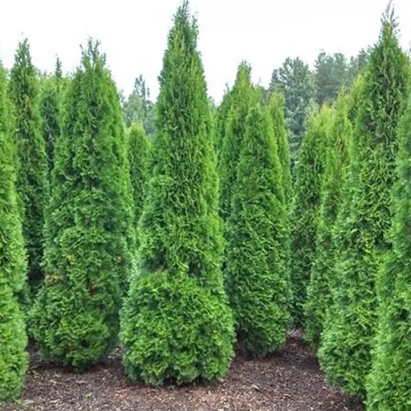 Туя западная "Пирамидалис Компакта" Thuja occidentalis "Pyramidalis Compacta"