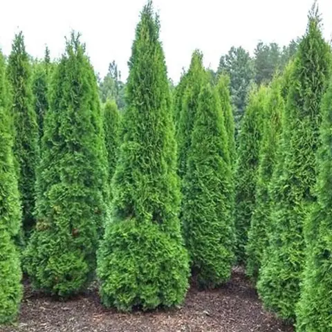 Туя западная Thuja occidentalis "Pyramidalis Compacta" : С3, h=60-80*