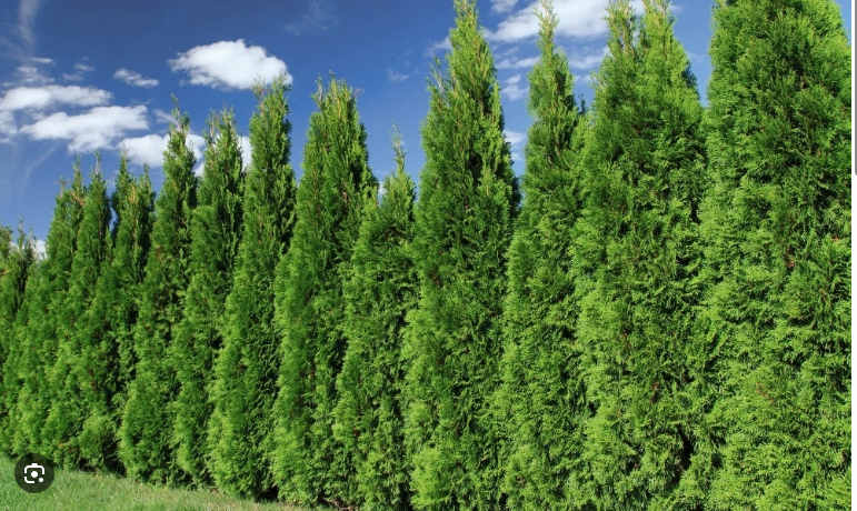 Туя западная Thuja occidentalis "Smaragd" : С45, h=180-200*
