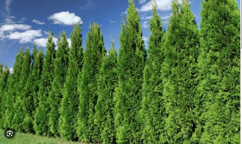 Туя западная Thuja occidentalis "Smaragd"