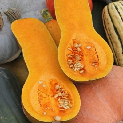 Тыква "Прикубанская" Cucurbita moschata "Prikubanskaya"