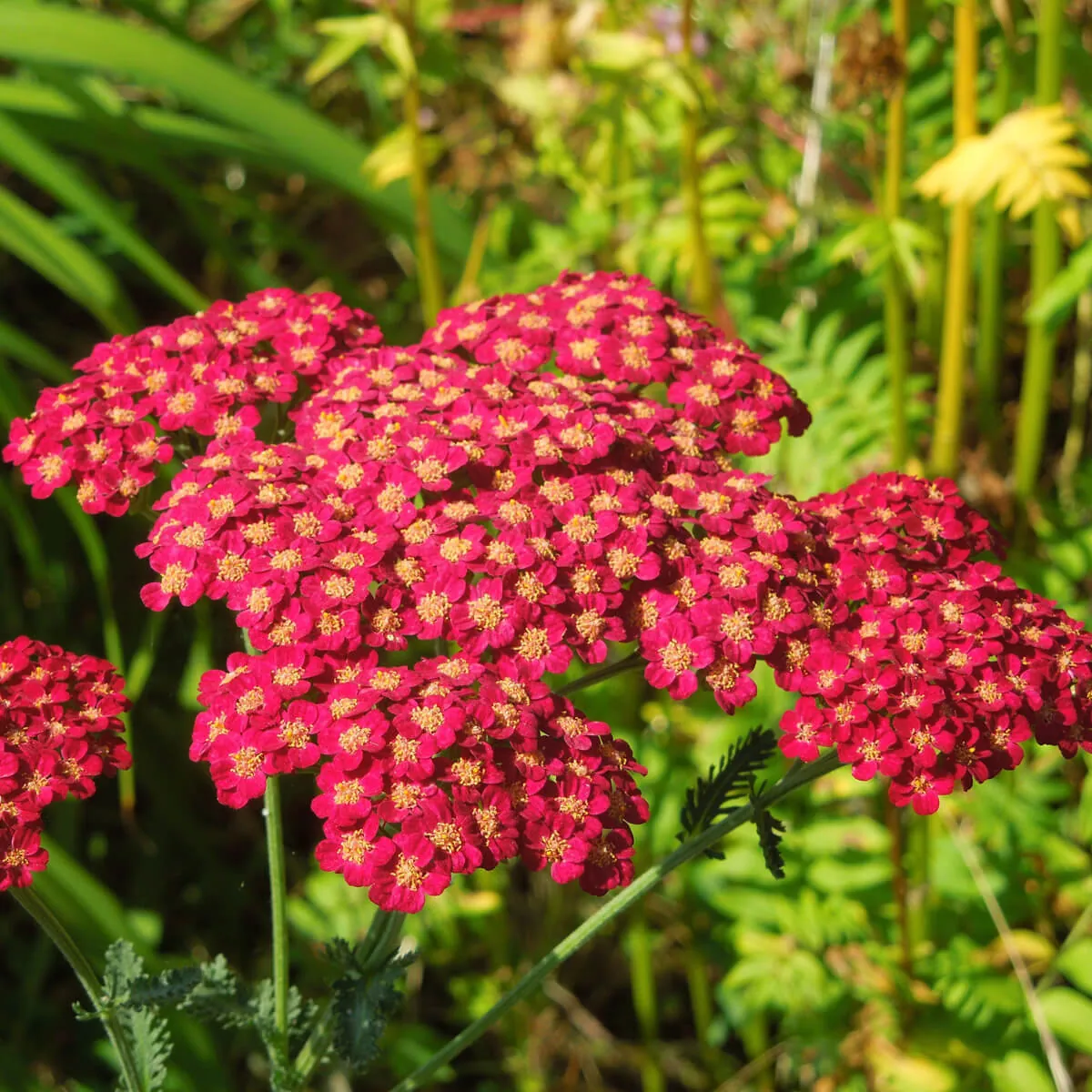 Тысячелистник «Флауербёрст Ред Шейдс» Achillea "Flowerbust Red Shades"