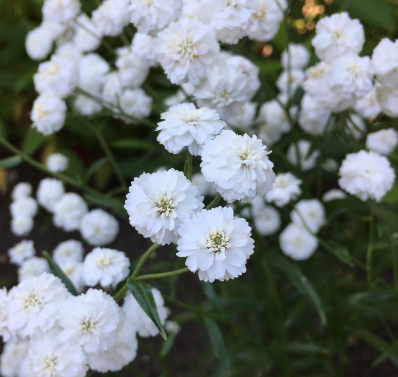 Тысячелистник птармика Achillea ptarmica Р9