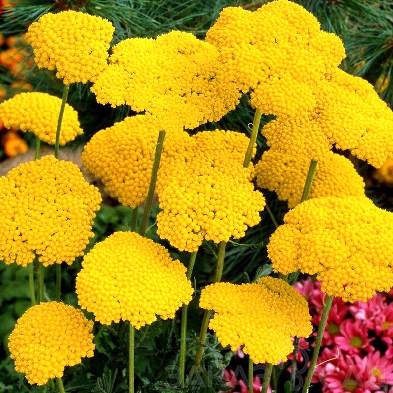 Тысячелистник таволговый "Клоф оф Голд" Achillea filipendulina "Cloth of Gold" С2/3