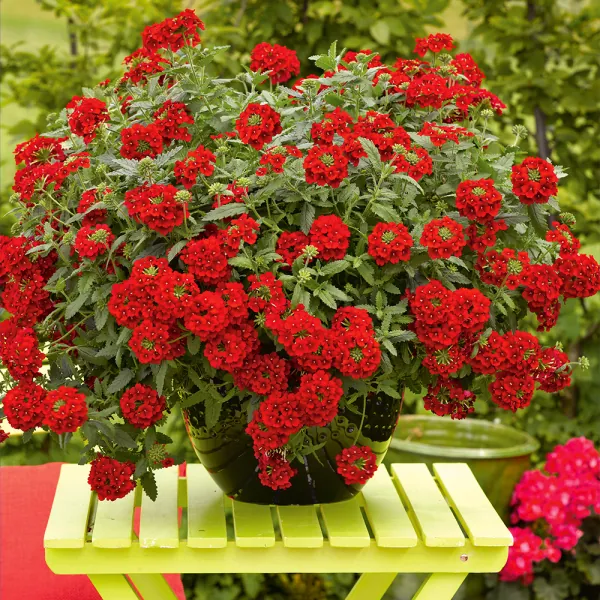 Вербена гибридная "Эстрелла Ред" Verbena × hybrida "Estrella Red"
