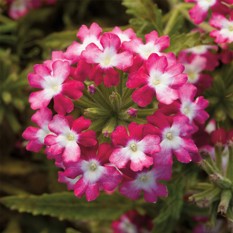Вербена гибридная "Обсешн Твистер Ред" Verbena hybrida "Obsession Twister Red"
