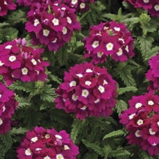 Вербена гибридная "Тускани Бургунди виз Ай" Verbena hybrida "Tuscany Burgundy with"