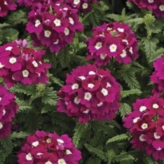 Вербена гибридная "Тускани Бургунди виз Ай" Verbena hybrida "Tuscany Burgundy with"
