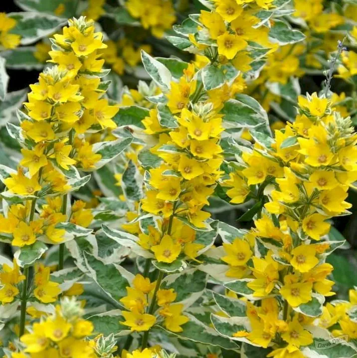 Вербейник точечный "Александр" Lysimachia punctata "Alexander"
