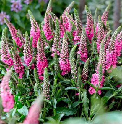 Вероника колосистая "Бабблгам Кэндлз" Veronica spicata "Bubblegum Candles"