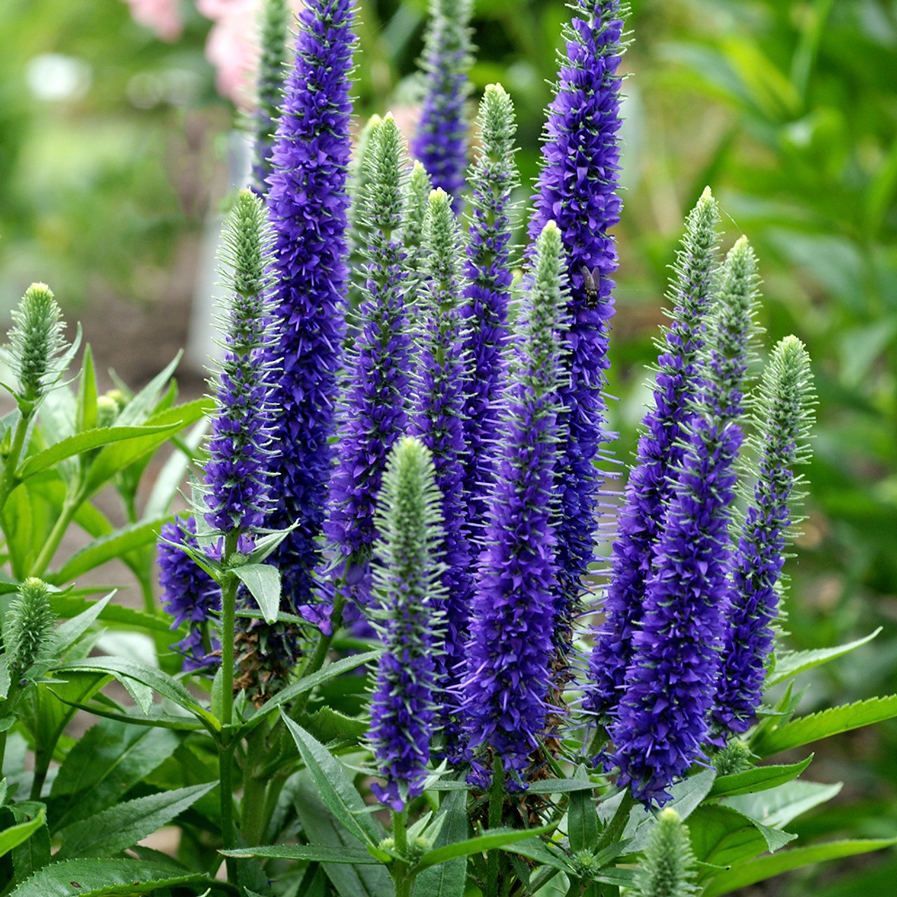 Вероника колосистая "Блю Букет" Veronica spicata "Blue Bouquet" С2/3