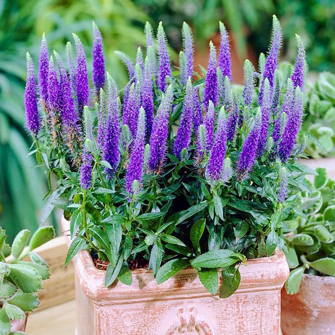 Вероника колосистая "Ульстер Дварф Блю" Veronica spicata "Ulster Dwarf Blue"
