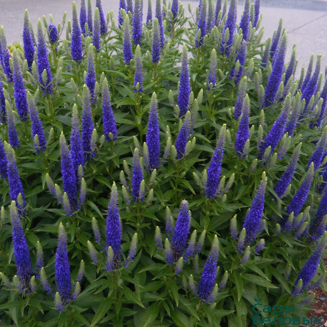 Вероника колосковая "Кэндлес Спиката" Veronica Royal "Candles Spicata" С2/3