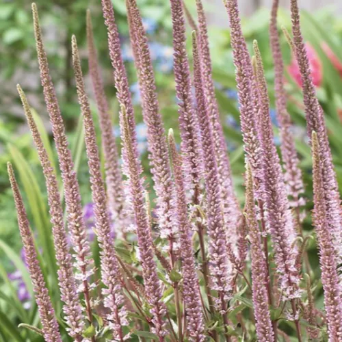 Вероникаструм сибирский "Ред Арроу" Veronicastrum sibiricum "Red Arrows"
