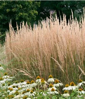 Вейник остроцветковый "Карл Фоерстер" Calamagrostis × acutiflora "Karl Foerster"