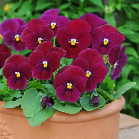 Виола рогатая «Сорбет Кармин Роуз» Viola cornuta "Sorbet Carmine Rose"