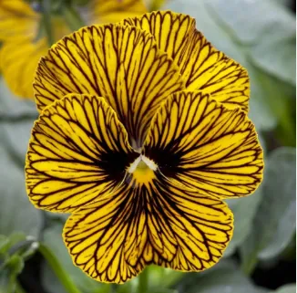 Виола рогатая «Сорбет Тайгер Ай» Viola cornuta "Sorbet Tiger Eye"