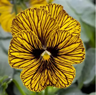 Виола рогатая «Сорбет Тайгер Ай» Viola cornuta "Sorbet Tiger Eye"