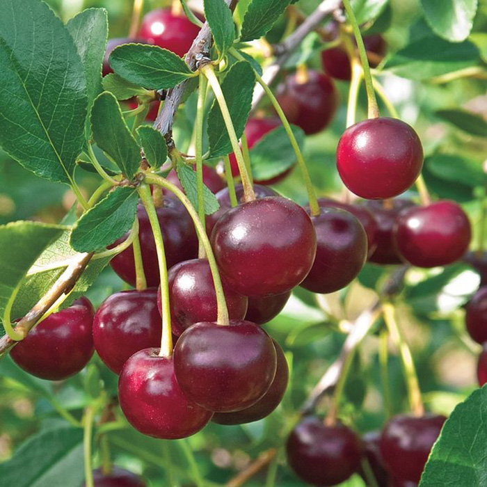 Вишня "Драгоценный Кармин" С5