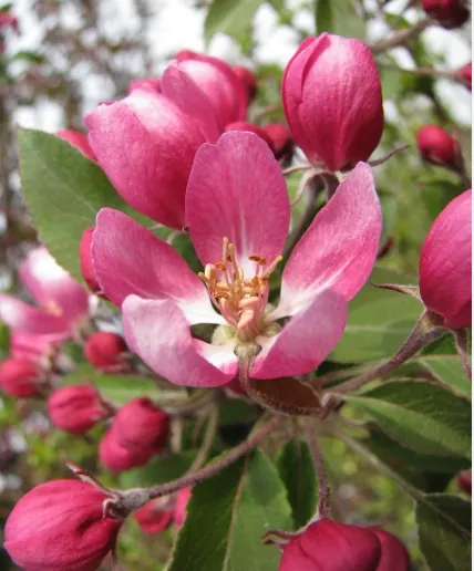 Яблоня декоративная "Маковецкого" Malus "Makowieckiana"