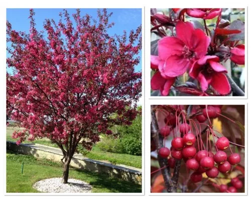 Яблоня декоративная "Роялти" Malus "Royalty"