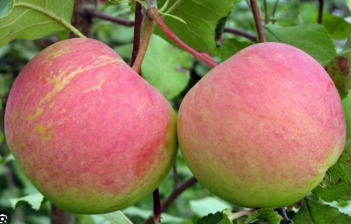 Яблоня "Уральское розовое" С5
