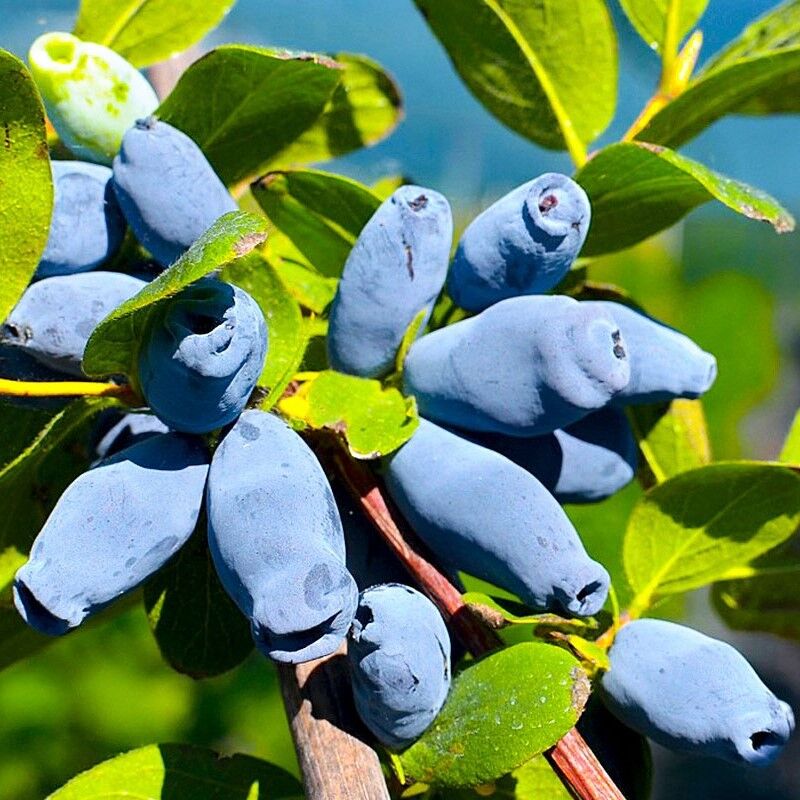 Жимолость "Аврора" С3