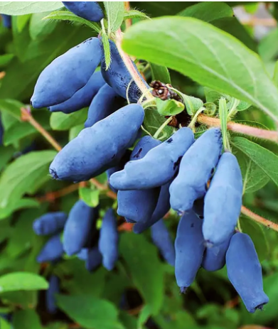 Жимолость "Гордость Бакчара" С3