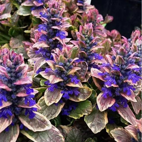 Живучка ползучая "Бургунди Глоу" Ajuga reptans ''Burgundy Glow"