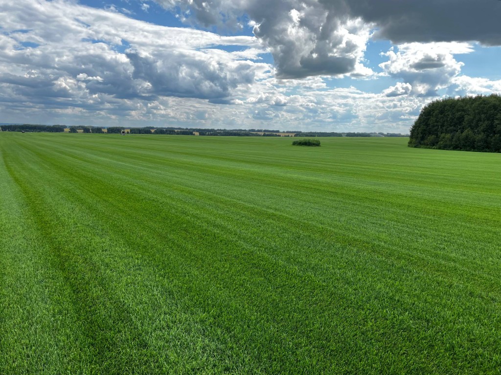 Рулонный газон — зелёное поле