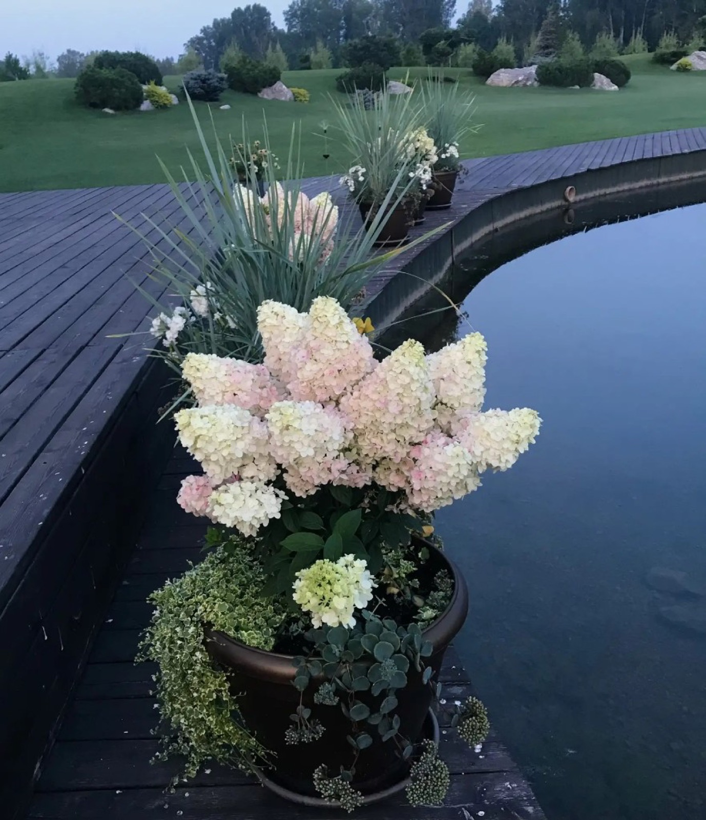 Контейнер с гортензией у водоема в ландшафте