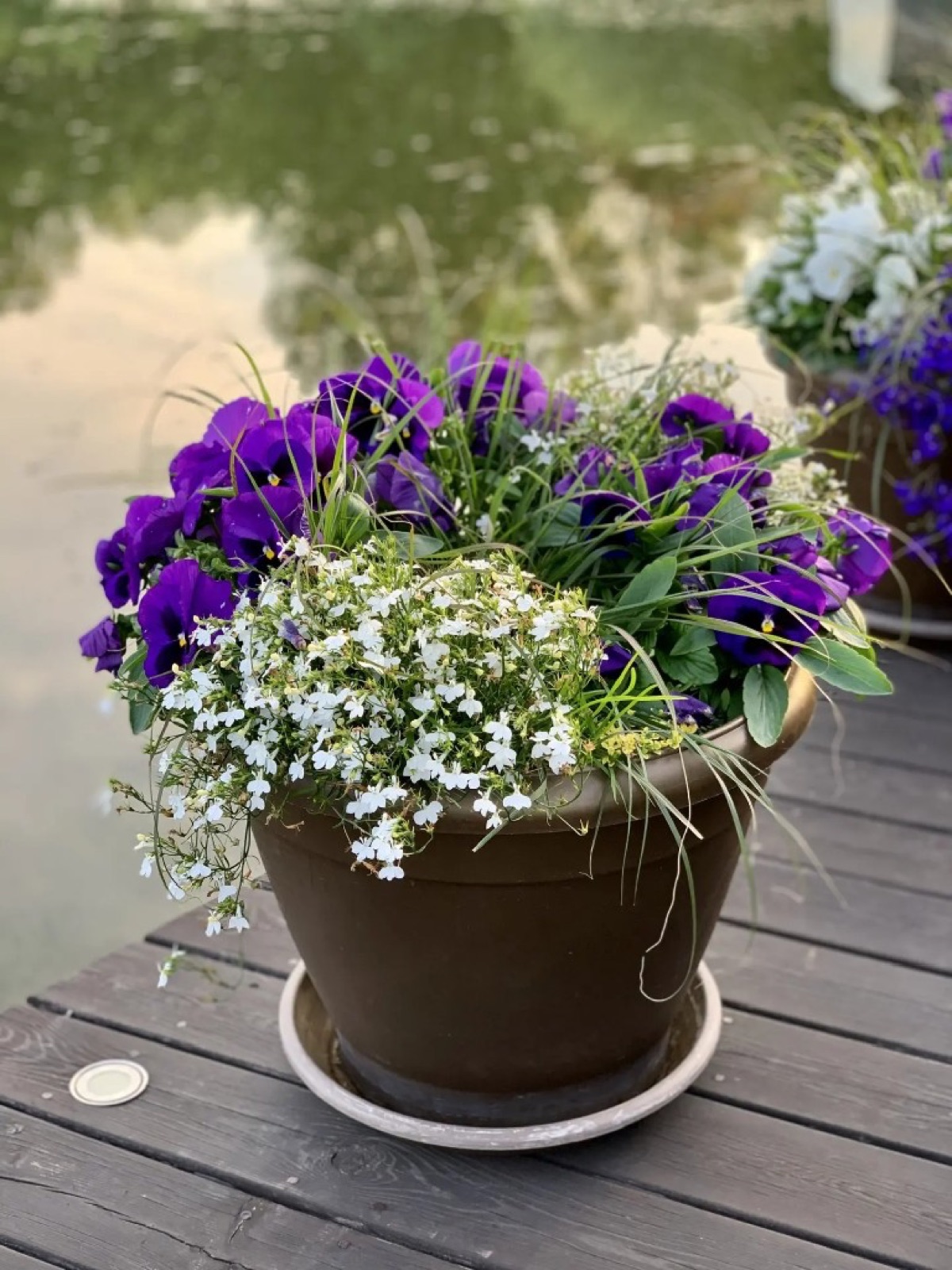 Композиция в кашпо с фиолетовыми и белыми цветами на настиле у воды